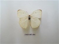 藏品(細波遷粉蝶)的圖片